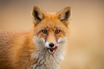 Close-up of head of a red fox, vulpes vulpes, looking straight to the camera licking lips. Detail of predator staring forward looking for a prey. Wildlife scenery in autumn with orange vivid colors.