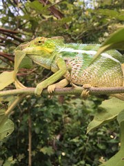 Caméléon vert magnifique de Madagascar