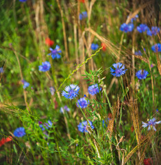 Beautiful field with blue cornflower flowers, ripe golden spikes and red poppies. Natural beauty background. Selective focus. Biodiversity /ecology / environment / eco planet concept.