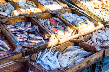 Different fish on fish market in a Hurghada city, Egypt