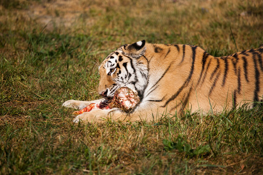 The Amur Siberian tiger eats raw meat