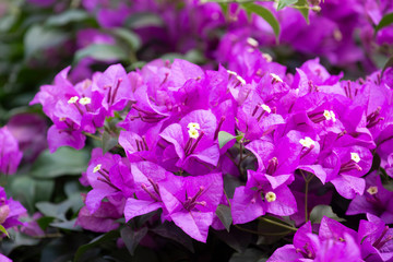 .Bougainvillea flower with blurred background.