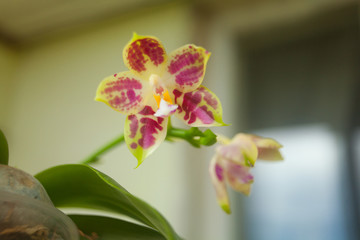 Beautiful rare orchid in pot on blurred background