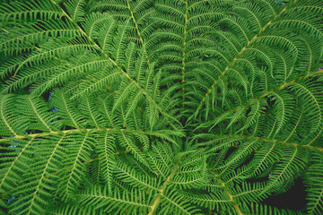 green fern frond leaf from above