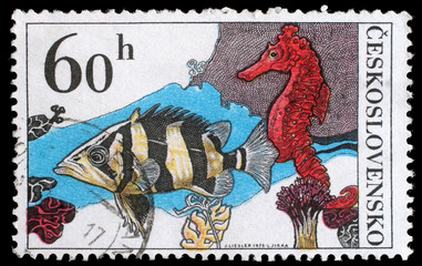 Stamp printed in Czechoslovakia, shows Datrioides Microlepis and Sea Horse, circa 1974