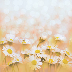 White daisies spring background