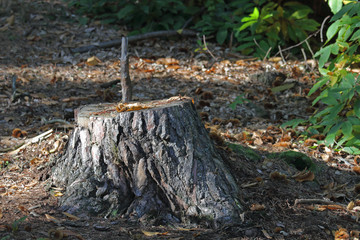 Baumstumpf