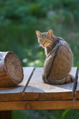 Wildkatze (Felis silvestris)
