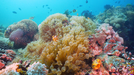 Naklejka na ściany i meble Clown Anemonefish in actinia on coral reef. Amphiprion percula. Mindoro. Underwater coral garden with anemone and clownfish. Philippines