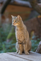 Wildkatze (Felis silvestris)