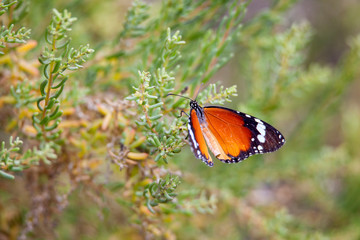 Monarch Butterfly with reed of grass and green environment background in Saudi Arabia.