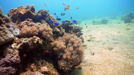Naklejka na ściany i meble Fish and coral reef at diving. Wonderful and beautiful underwater world with corals and tropical fish. Hard and soft corals. Philippines, Mindoro. Diving and snorkeling in the tropical sea.