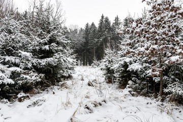 Forest and trees with snow in winter and blanket of clouds