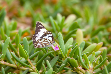 Monarch Butterfly with reed of grass and green environment background in Saudi Arabia.