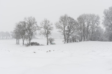 Forest and trees with snow in winter and blanket of clouds in Bavaria, Germany