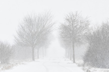 Fototapeta na wymiar Road with trees and strong snowfall