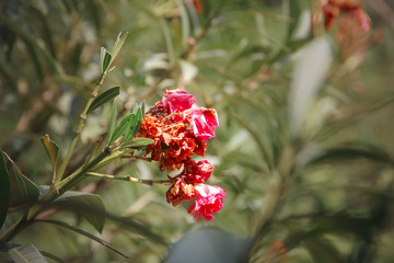 Red Flowers