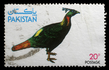 Stamp printed by Pakistan shows Kalij Pheasant, circa 1979