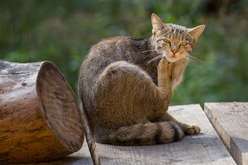Wildkatze (Felis silvestris)