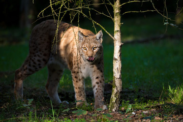 Obraz na płótnie Canvas Luchs (Lynx lynx)