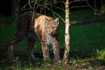 Luchs (Lynx lynx)