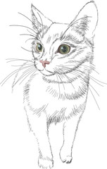 Sketch vector black lines cat with green bright realistic eyes,