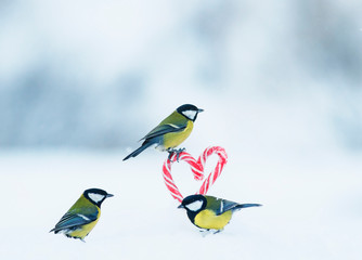 romantic greeting card with several cute singers birds flew to the red  lollipops in the side of the heart in white snow on Valentine's Day