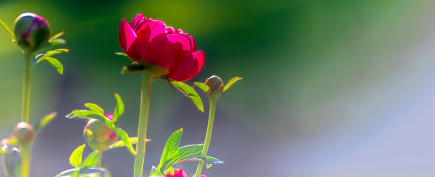 Fototapeta Pfingstrose, Blumenwiese, Panorama - Flower Background