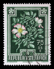 Stamp printed by Austria, shows Dog Rose (Rosa canina), circa 1948
