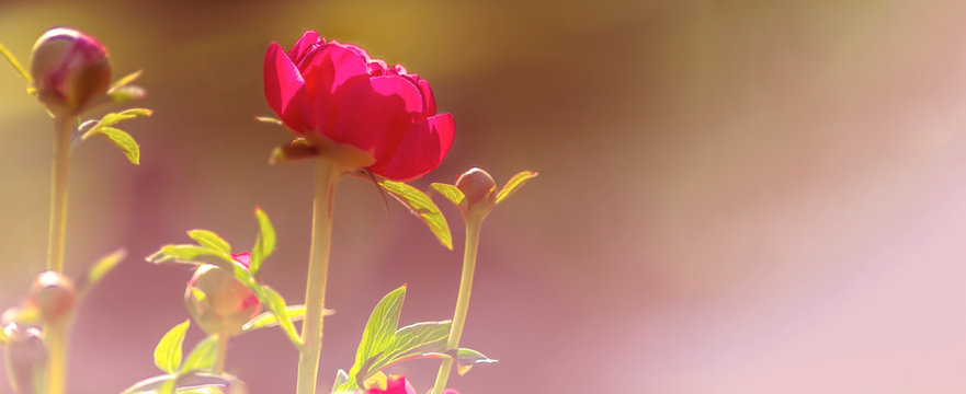 Fototapeta Pfingstrose, Blumenwiese, Panorama - Flower Background