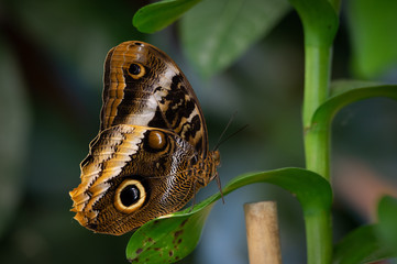 Butterfly Sitting on Leaf