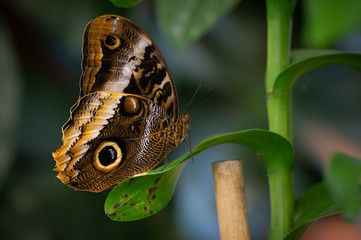 Butterfly Sitting on Leaf