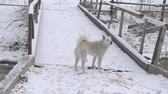 The white dog is guarding the bridge, winter. Dog barks. Super slow motion 1000 fps
