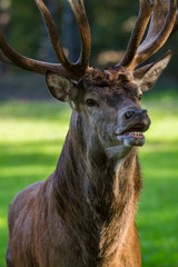 Ein Rothirsch am flehmen