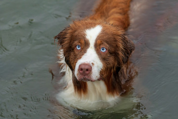 Australian Shepherd in the water