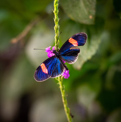 Butterfly Sitting on Leaf