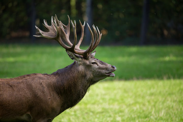 Ein Rothirsch am flehmen