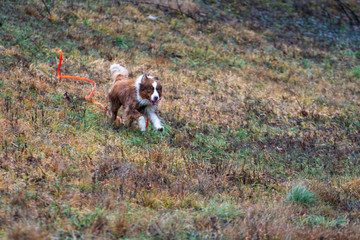Running Australian Shepherd on a leash
