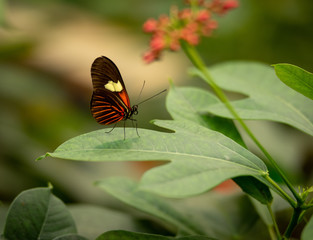 Obraz na płótnie Canvas Butterfly Sitting on Leaf