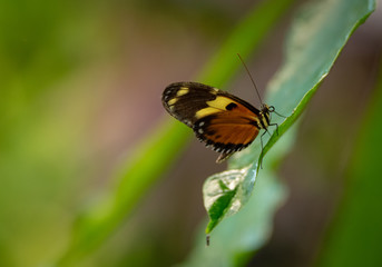 Fototapeta na wymiar Butterfly Sitting on Leaf