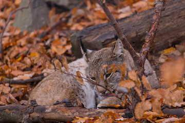 Luchs (Lynx lynx)