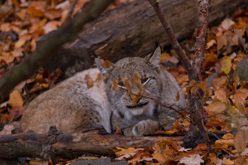 Fototapeta na wymiar Luchs (Lynx lynx)