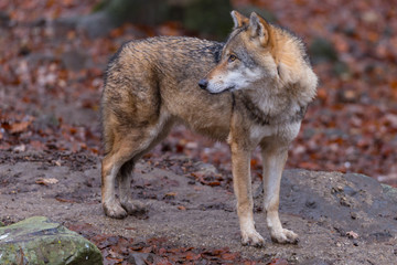 Grauwolf (Canis lupus)