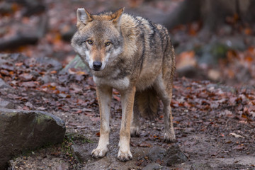 Grauwolf (Canis lupus)