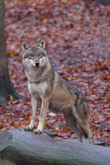 Naklejka na ściany i meble Grauwolf (Canis lupus)