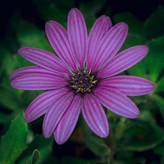 Obraz premium Purple Flower