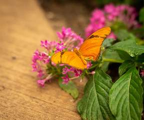 Dryas iulia or Julia Butterfly on Leaf