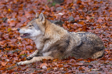 Grauwolf (Canis lupus)