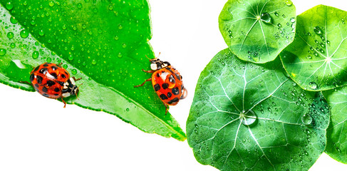 ladybirds on a dewy leaf close up - macro photo