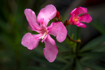 Pink oleander flowers, nerium oleander flowers